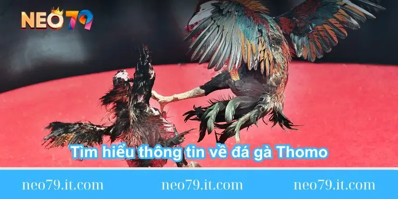 tim-hieu-thong-tin-ve-da-ga-thomo